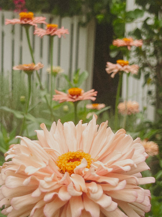 Field Of Possibility